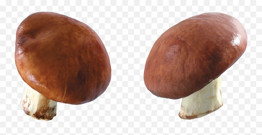 Mushroom Png Image - Portable Network Graphics,Mushroom Transparent Background