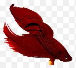 Betta Fish Tropicalfish Fishtank - Snapper Png,Betta Fish Png