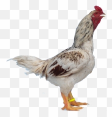Indian Hen Png 2 Image - Indian Hen Png,Hen Png