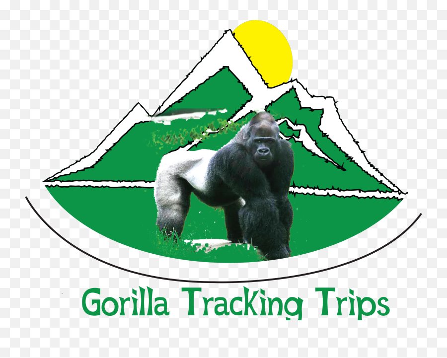 Western Lowland Gorilla - Macaque Png,Gorilla Png