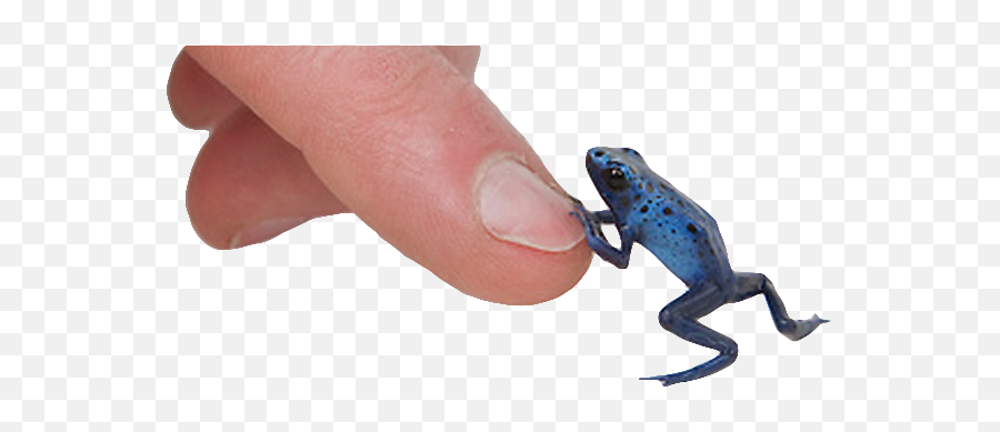 Pijac Canada Dart Frog Ownership Is Legal Again In Alberta - Poison Dart Frog Png,Wednesday Frog Png
