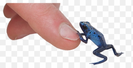 Pijac Canada Dart Frog Ownership Is Legal Again Alberta - Poison png