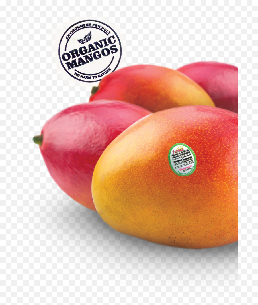 Up Close With Freskau0027s Organic Mangos Wwwthesnacknet - Alphonso Png,Mango Transparent