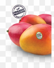 Up Close With Freskau0027s Organic Mangos Wwwthesnacknet - Alphonso Png,Mango Transparent