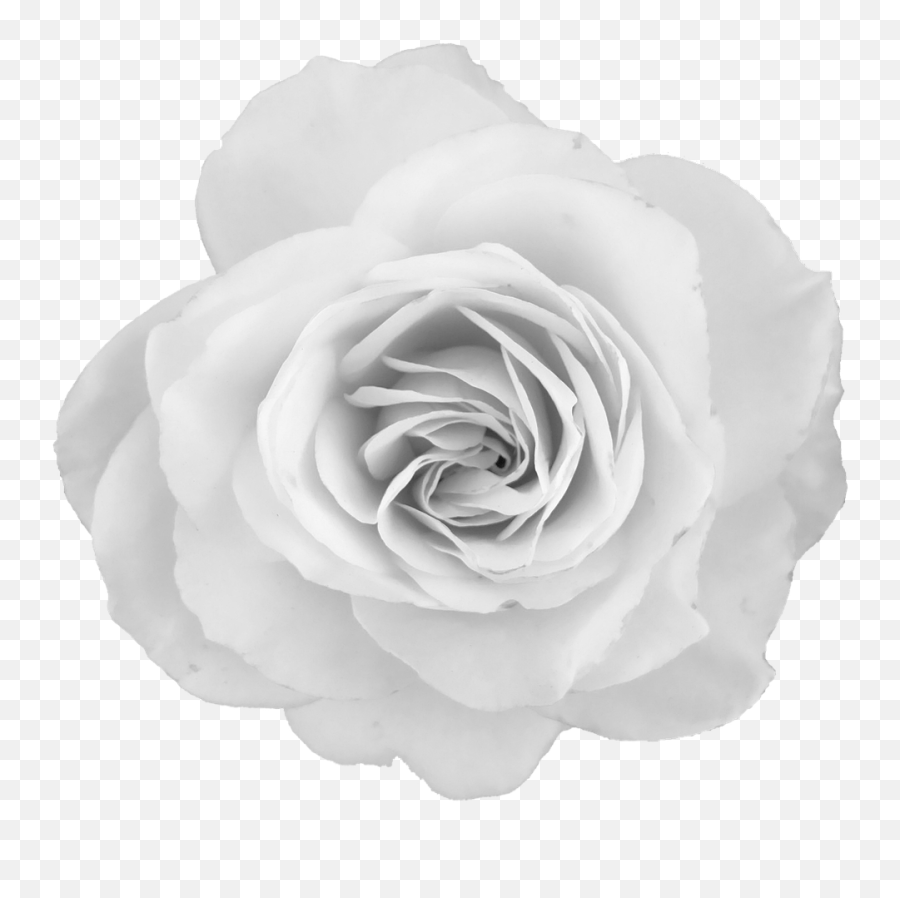 Rose Petals Grayscale - Grayscale Roses Transparent Background Png,Rose Petals Transparent