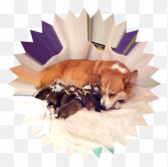 Aboutus - Stolen Lunar Sprocket Png,Corgi Transparent