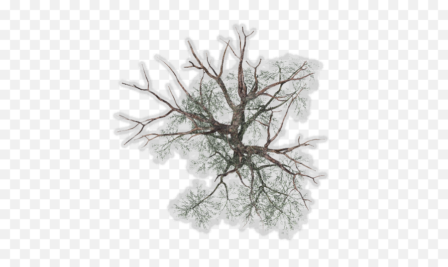 Download Tree Top View Png For Kids - Winter Tree Plan Png Transparent Background Tree Plan Png,Tree Plan Png