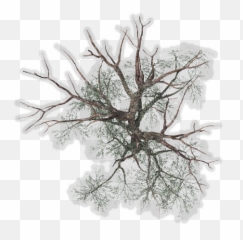 Download Tree Top View Png For Kids - Winter Plan Transparent Background