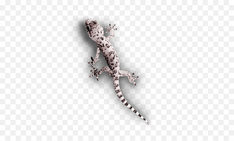 Challengeit Contact - Turkish Gecko Png,Gecko Png