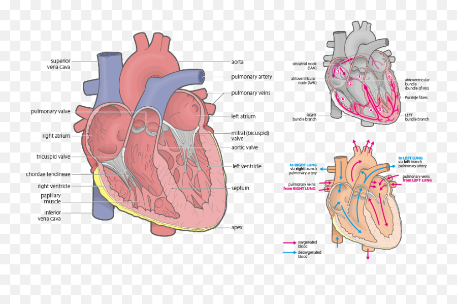 Anatomy And Physiology Scientificmedical Illustrations - Illustration Png,Anatomical Heart Png