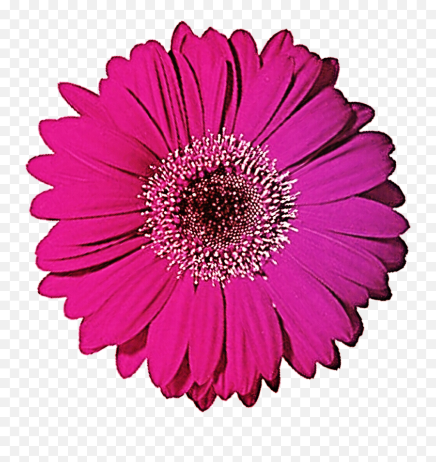 Gerbera Clipart Black And White - Pink Gerbera Daisy Png Transparent Background Gerbera Daisy Png,Daisy Png