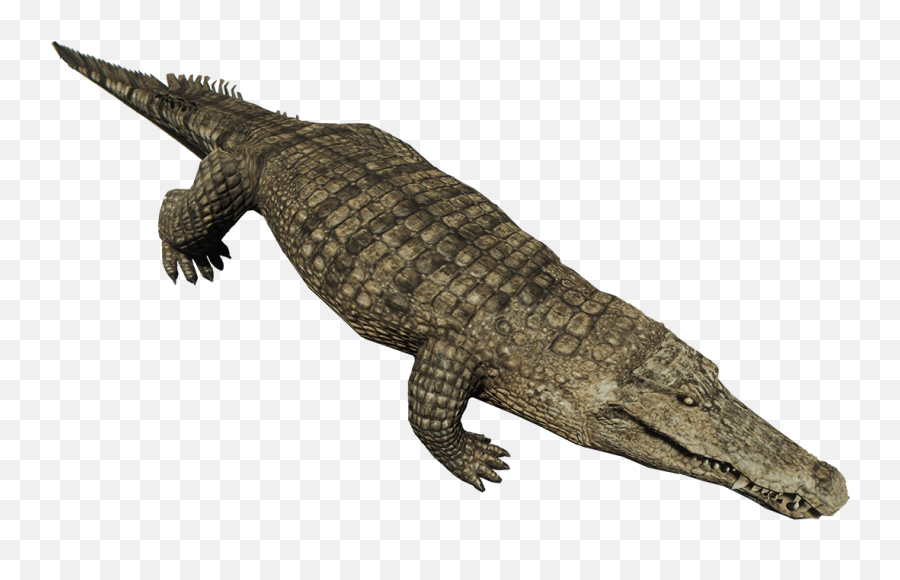 Crocodile - Crocodile Png,Croc Png