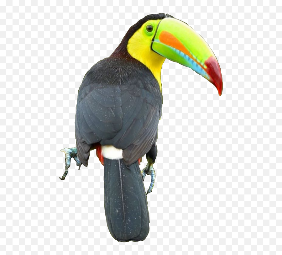 Tucan - Sticker By Rahlpy Andrade Toucans Png,Tucan Png