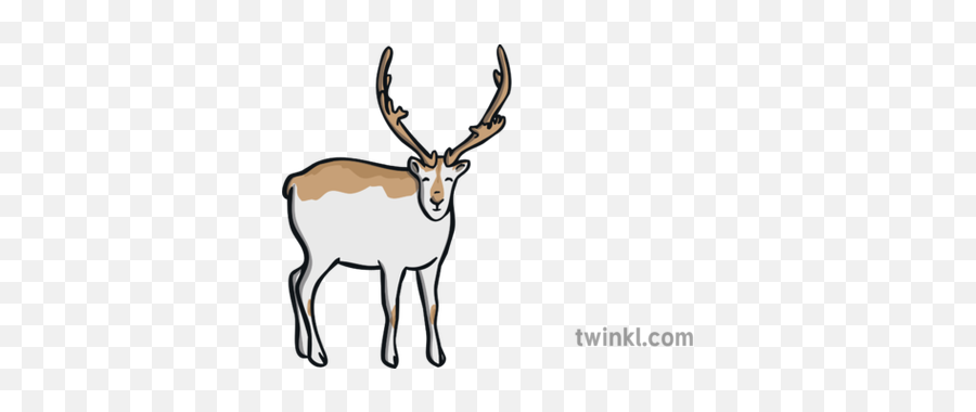 Peary Caribou Illustration - Reindeer Png,Caribou Png