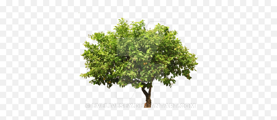 Lemon Tree Top Png 1 Image - Realistic Tree Vector,Lemon Tree Png