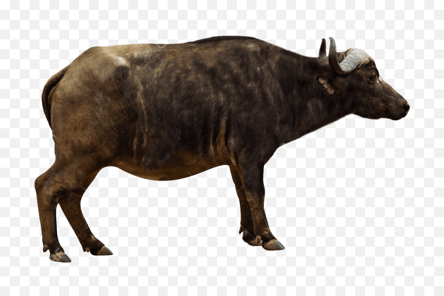 Library Of Oxen Bull Svg Royalty Free - African Buffalo Side Profile Png,Bull Transparent
