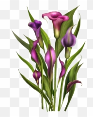 Tubes Fleurs Bouquets Spring Flowers Calla Lily - Of Orange Clipart png