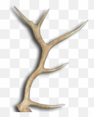 Rustic Deer Antlers And Florals - Elk Antler Png,Antlers Png