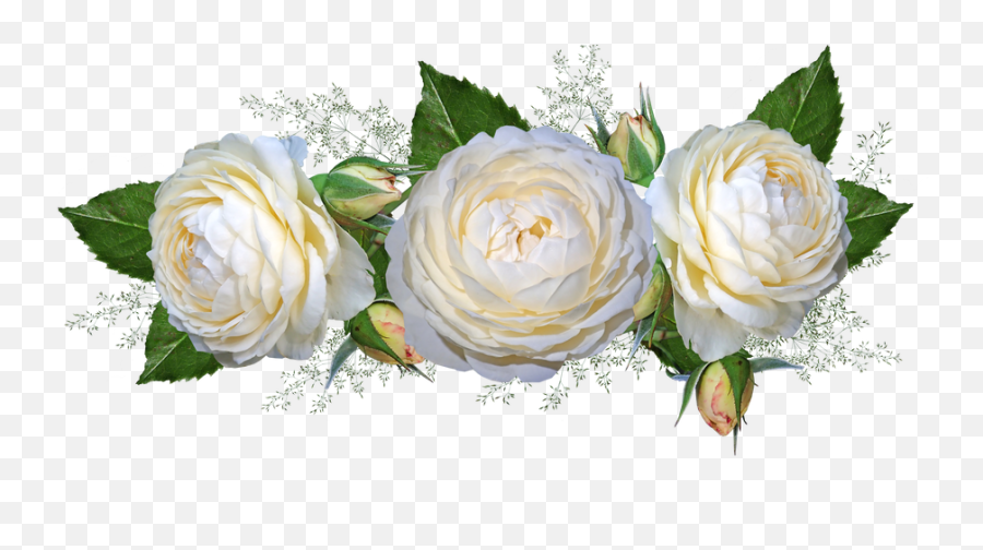 White Roses - White Roses With Transparent Background Png,White Rose Transparent Background