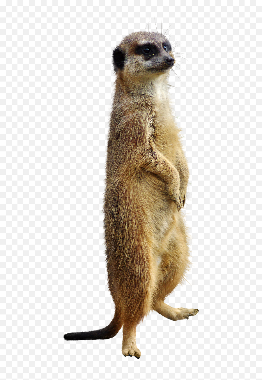Meerkat Animal Isolated - Free Photo On Pixabay Suricata Png,Weasel Png