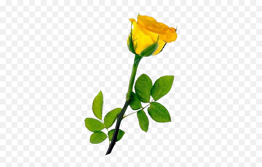 Download Single Yellow Rose Transparent - Png For Yellow Rose,Yellow Rose Transparent