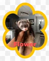 Ferrets U0026 Cage For Sale In Columbus Ohio - Ferret Png,Ferret Png