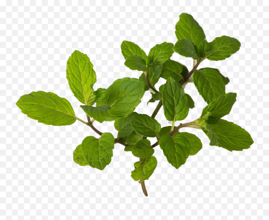 Peppermint Png Hd Quality - Mint Clipart,Peppermint Png