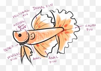 Tropical Fish Clipart Betta - Siamese Fighting Fish Png,Betta Fish Png