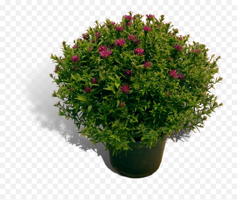 Aster 17cm Pot Productfoto Shadow - Perennial Plant Png,Plant Top View Png