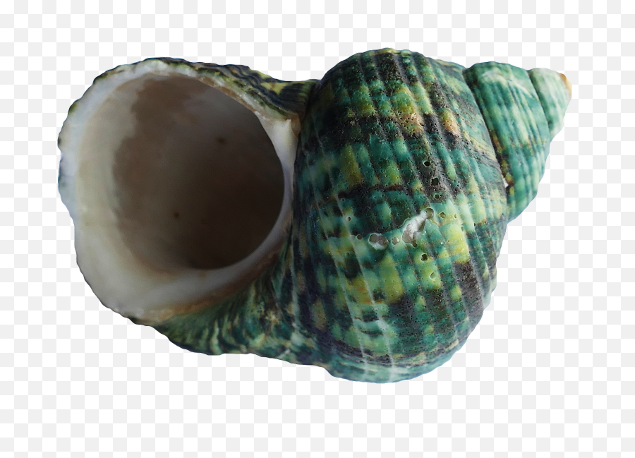 Download Sea Shell Png - Seashell,Seashell Transparent