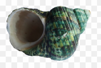 Download Sea Shell Png - Seashell,Seashell Transparent