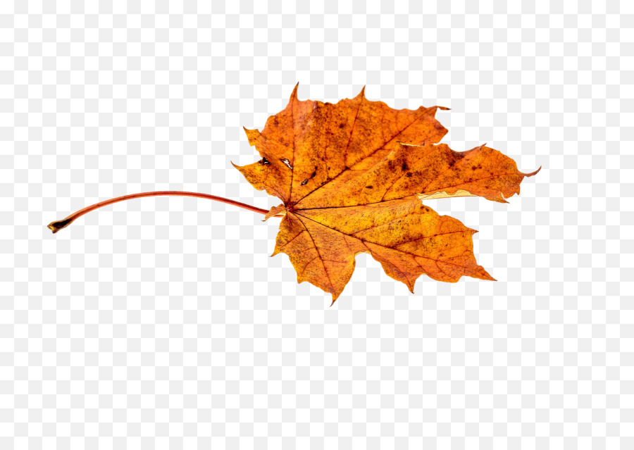 Autumn Falling Leaves Png - Leaf Autumn Fall Png,Falling Leaves Png