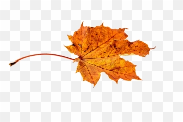 Autumn Falling Leaves Png - Leaf Autumn Fall Png,Falling Leaves Png