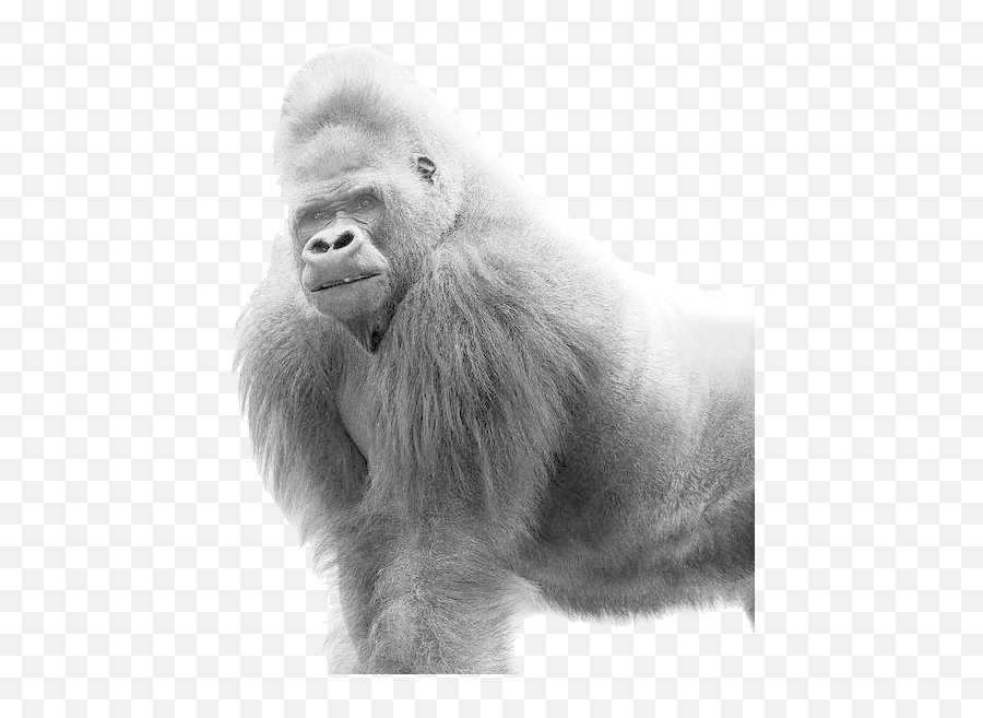 Hd Gorilla Png Transparent Image - White Gorilla Png,Gorilla Png