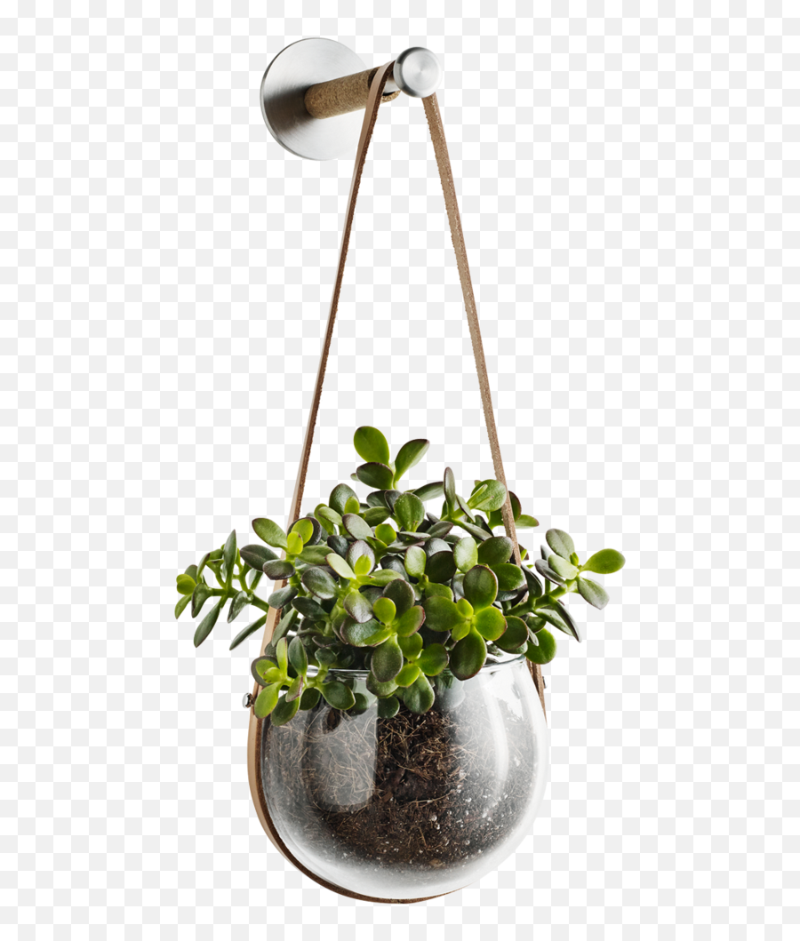 Light Hanging Pot And Peg - Hanging Flower Pot Png,Hanging Plants Png