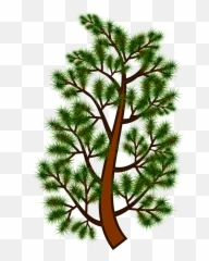 Pine Tree Branch 06052016 Clipart - Tallo Del Pino png