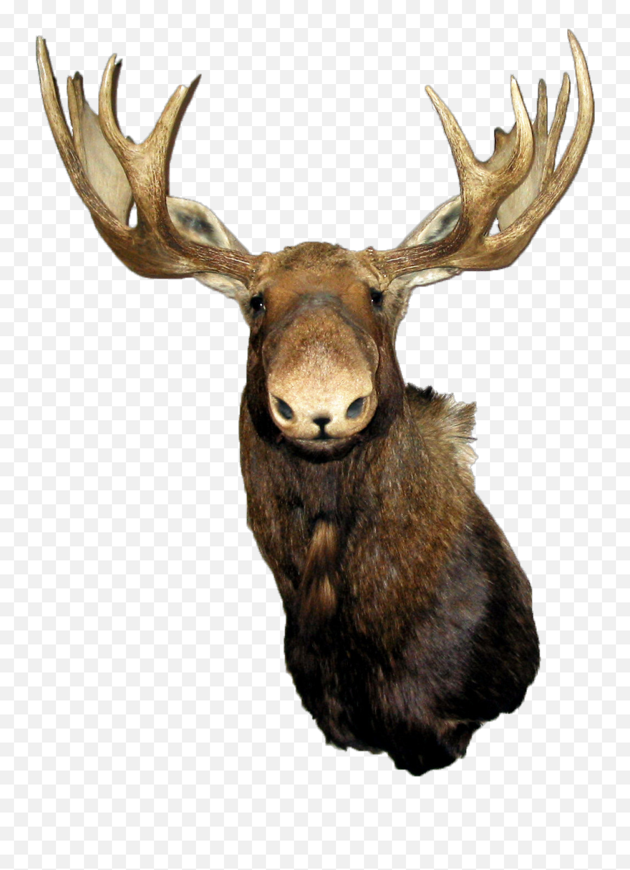 Download G 2d Tntcrate Tnt Moose - Transparent Background Moose Head Png,Moose Png