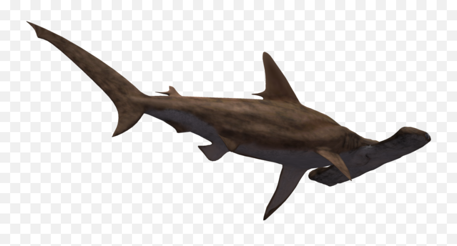 Hammerhead Shark Png Transparent - Hammerhead Shark Transparent Background,Hammerhead Shark Png