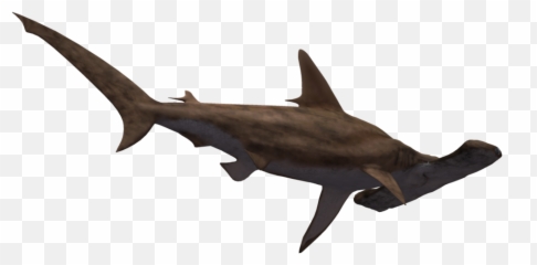Hammerhead Shark Png Transparent - Hammerhead Shark Transparent Background,Hammerhead Shark Png