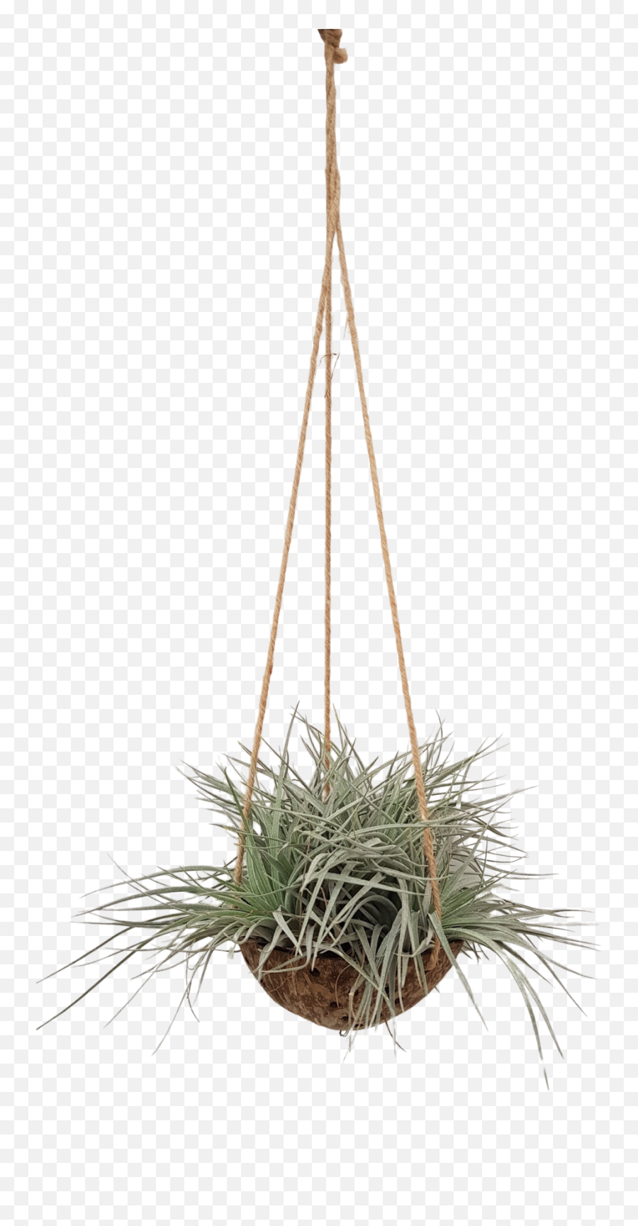 Tillandsia Coconut - Grass Png,Coconut Transparent