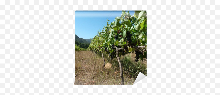 Organic Pinotage Grapes Hanging - We Live To Change Grassland Png,Hanging Vines Png