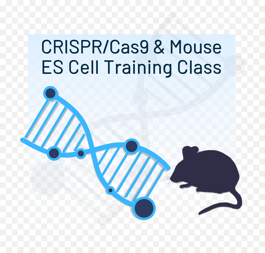 And Mouse Es Cell Training - Rat Png,Mouse Rodent Icon