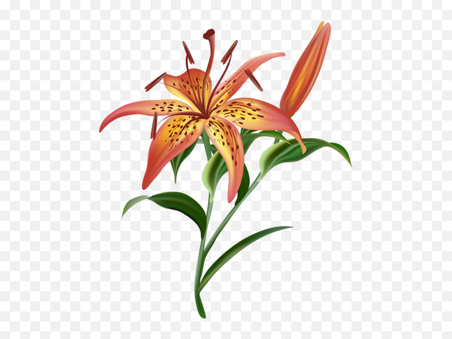 Lilium Png - Transparent Tiger Lily Png,Easter Lily Png