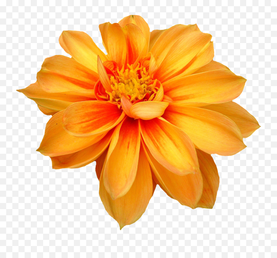 Dahlia Flower - Transparent Orange Flower Png,Orange Flowers Png