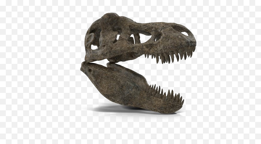 T - Tyrannosaurus Png,Dinosaur Skull Png