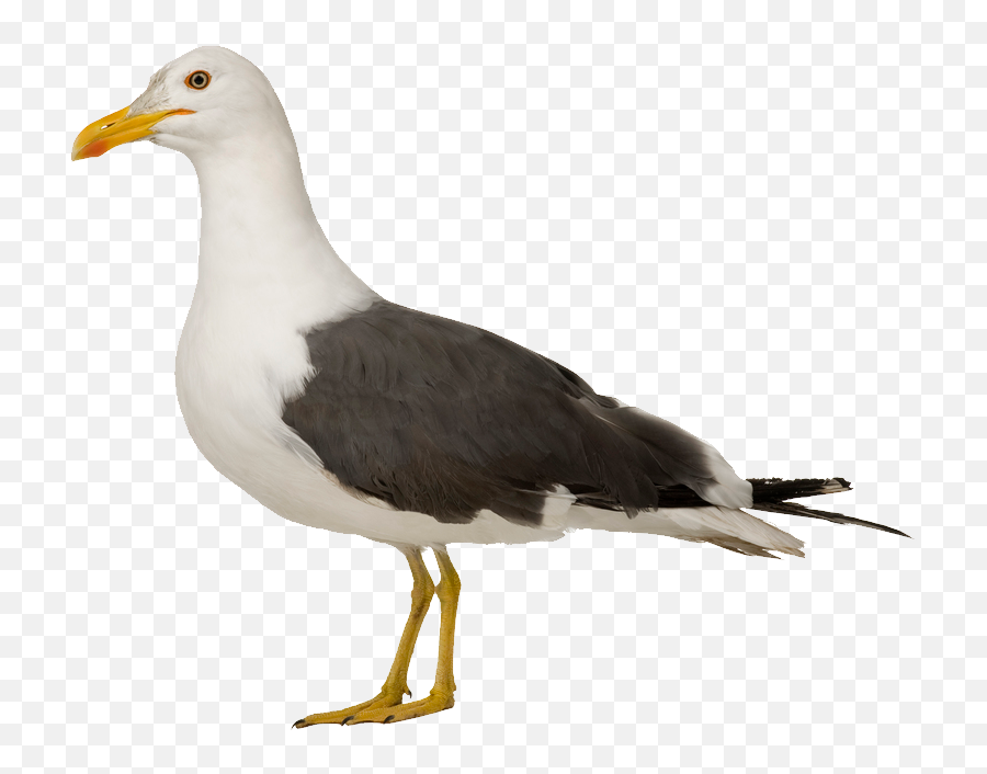 Seagulls Png - Transparent Background Seagull Png,Seagulls Png