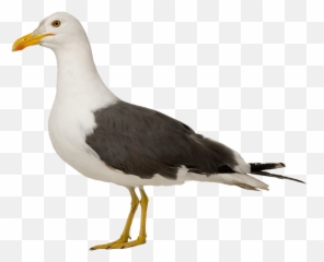 Seagulls Png - Transparent Background Seagull Png,Seagulls Png