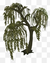 Willow - Willow Tree Runescape Png,Willow Tree Png
