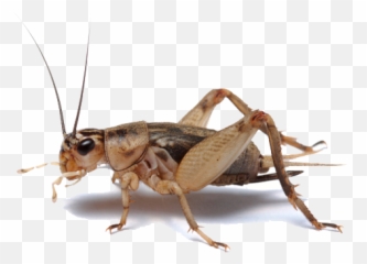 Insect Transparent Png - Cricket