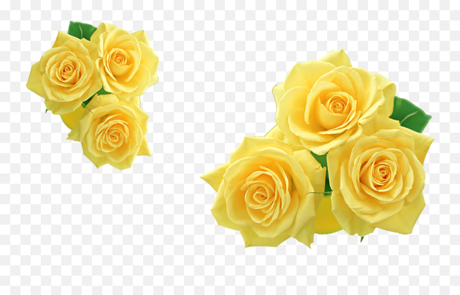 Rose Yellow Flower Clip Art - Yellow Roses Png,Yellow Rose Transparent